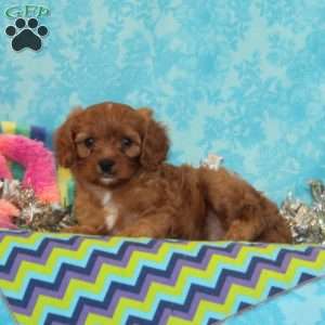 Bobolink, Cavapoo Puppy